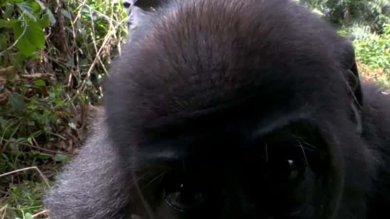 ¼Ƭ The Monkey Business1080P-Ļ/Ļ