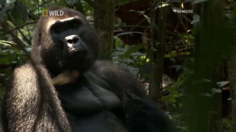 纪录片《我的大猩猩家族 My Gorilla Family》[无字][BT][720P]资源下载