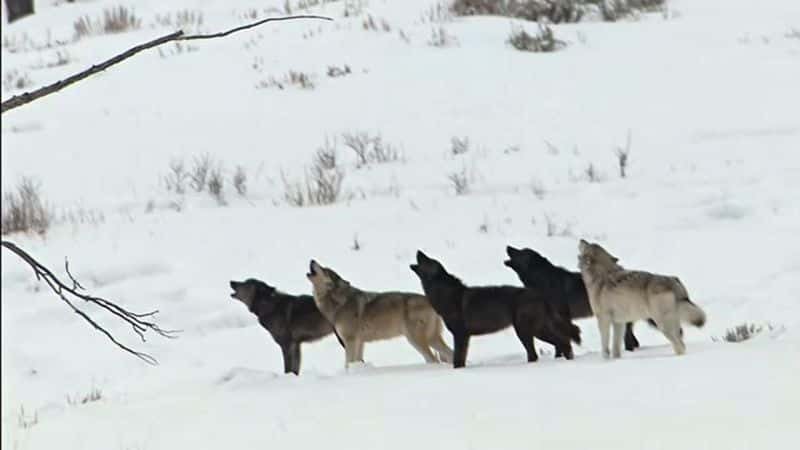 ¼Ƭǹȣӣ In the Valley of the Wolves (HDTV)Ļ/Ļ