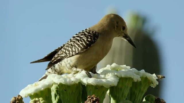 ¼Ƭī磺 (BBC) Mexico: Earth's Festival of Life (BBC)1080Pȫ1-Ļ/Ļ