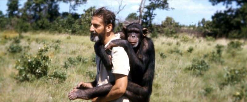 ¼Ƭ¶ Lucy, the Human Chimp1080Pȫ1-Ļ/Ļ