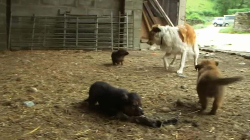 ¼Ƭء಼ҺҵȮ Kate Humble: My Sheepdog and MeĻ/Ļ