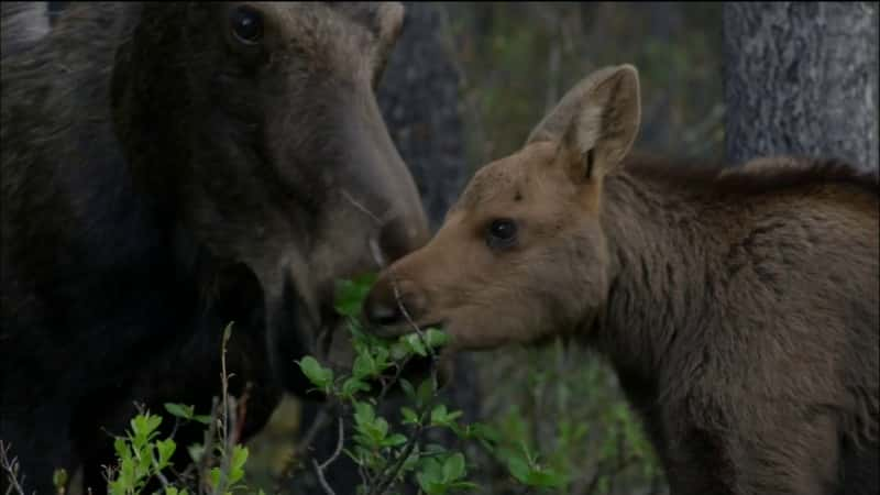 ¼Ƭ¹֦˵ Moose: Life of a Twig Eater1080P-Ļ/Ļ