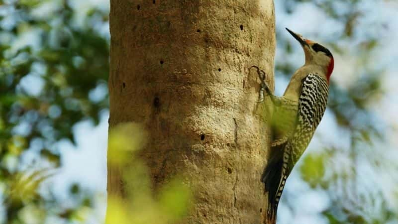 ¼ƬȻ磺ҰŰͼձ֮õ 2  Natural World: Wild Cuba a Caribbean Journey Part 21080P-Ļ/Ļ