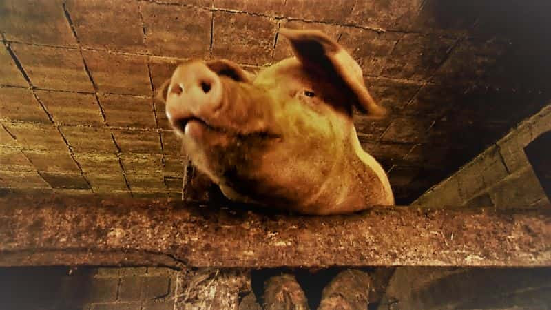 ¼Ƭʶ Meet the Pigs1080P-Ļ/Ļ