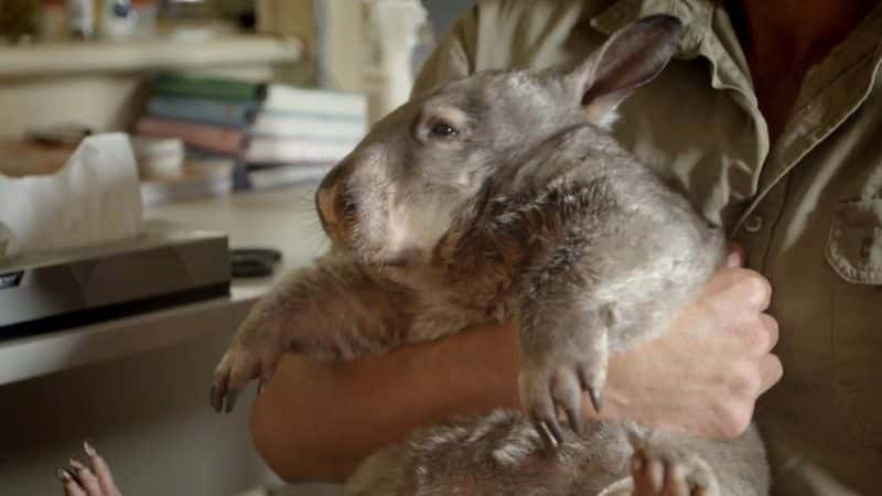 ¼Ƭ˵Ϻ (BBC) Kangaroo Dundee and Other Animals (BBC)1080Pȫ1-Ļ/Ļ