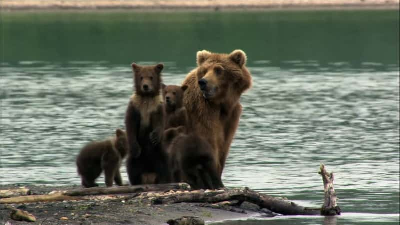 纪录片《卡特迈：阿拉斯加的狂野 Katmai: Alaska's Wild》[无字][BT][720P]资源下载