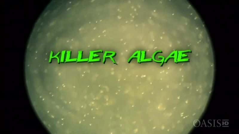 ¼Ƭɱ (Arte) Killer Algae (Arte)Ļ/Ļ