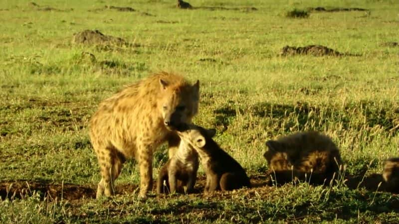 纪录片《马赛马拉鬣狗女王 Hyaena Queen of the Masai Mara》[无字][BT][720P]资源下载