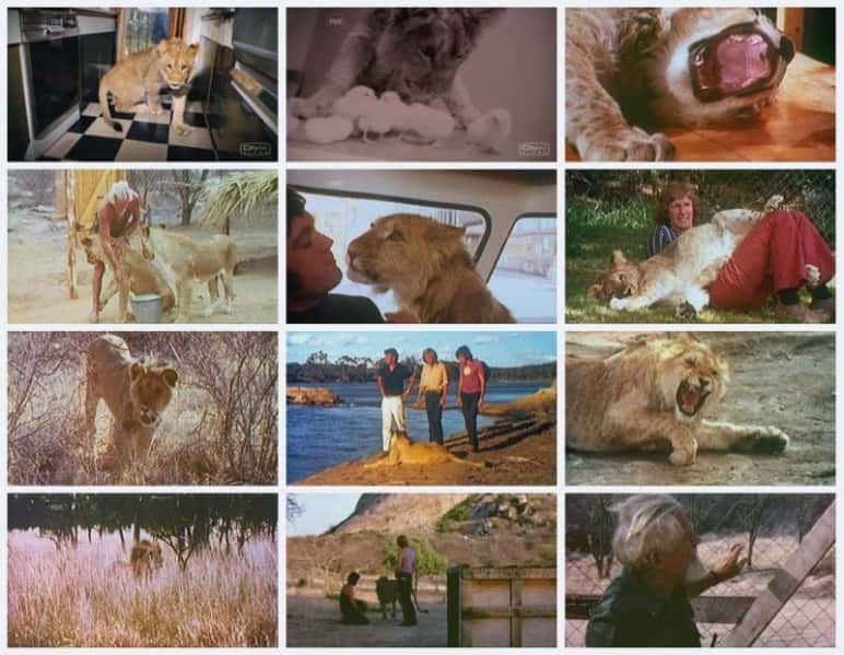 纪录片《哈罗德百货公司的小狮子 The Lion Cub From Harrods》[无字][BT][DVD画质]资源下载