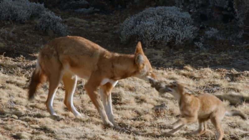 ¼Ƭ÷ܵٷʧ Megeti Africas Lost Wolf1080P-Ļ/Ļ