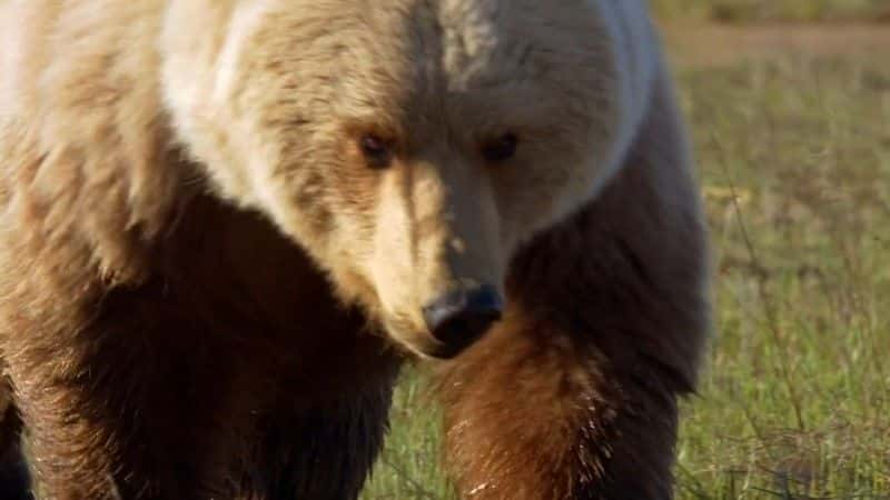 ¼Ƭʶ Meet the Bearsȫ1-Ļ/Ļ