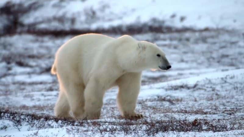 纪录片《北极熊镇的生活 Life in Polar Bear Town》[无字][BT][1080P]资源下载