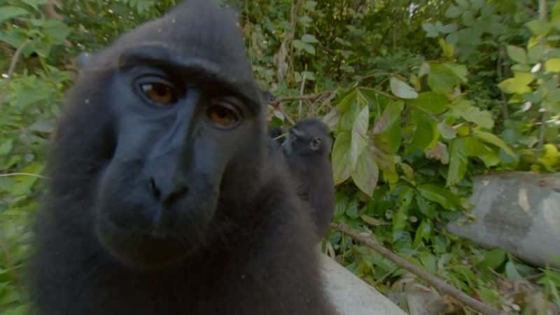 ¼ƬʶӣBBC Meet the Monkeys (BBC)1080Pȫ1-Ļ/Ļ