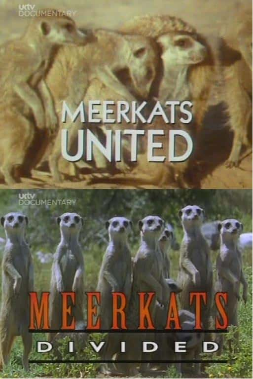 ¼Ƭè MeerkatsĻ/Ļ