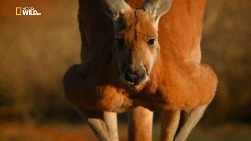 纪录片《袋鼠王 The Kangaroo King》[无字][BT][DVD]资源下载