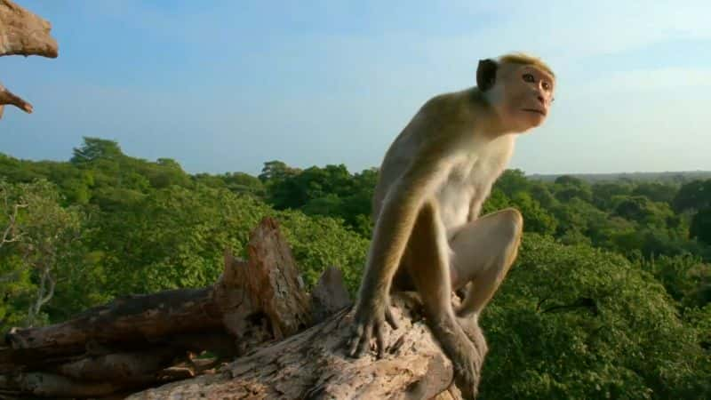 ¼Ƭദ A Life Among Monkeys1080P-Ļ/Ļ