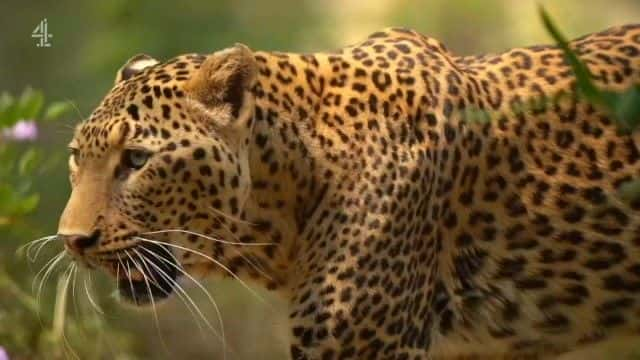 ¼ƬӡȱϮ¼ India's Leopard Attacks1080Pȫ1-Ļ/Ļ