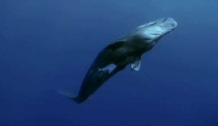 ¼Ƭҵ Into the Deep: America, Whaling and the Worldȫ3-Ļ/Ļ