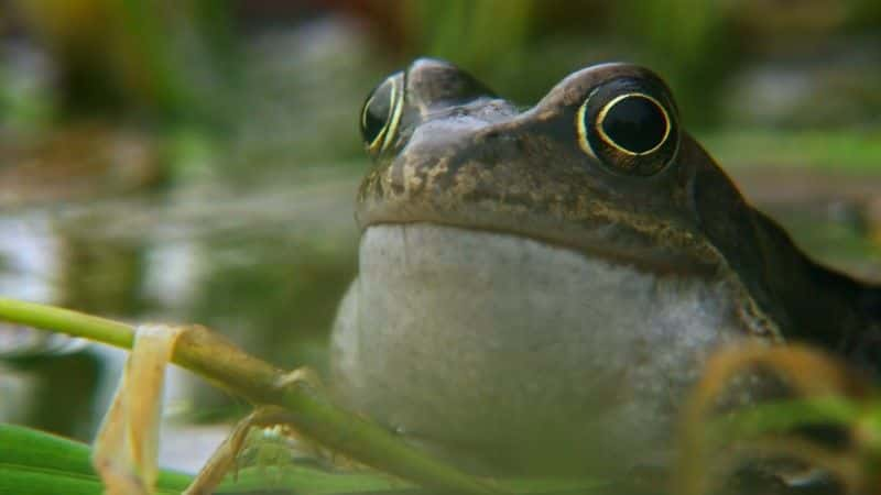 ¼ƬĿҰǿũ (BBC) Ireland's Wild River: The Mighty Shannon (BBC)1080Pȫ1-Ļ/Ļ