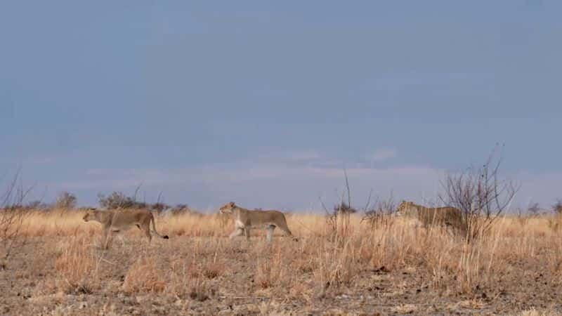 ¼ƬɳĮ֮ Kings of the Desert1080P-Ļ/Ļ