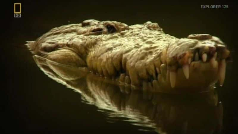 ¼ƬһӾ The Man Who Swims with CrocodilesĻ/Ļ