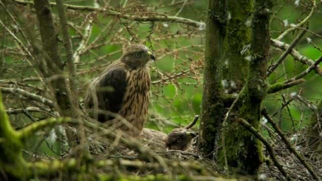 ¼Ƭ壺ʿĻҰ Iolo: The Last Wilderness of Wales1080Pȫ1-Ļ/Ļ