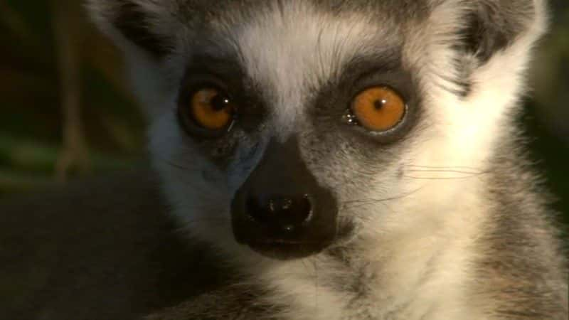 ¼Ƭ˹ӡͼ (BBC 1080p) Madagascar, Lemurs and Spies (BBC 1080p)1080Pȫ1-Ļ/Ļ