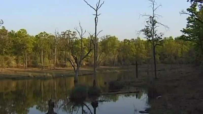 ¼Ƭҹ԰ Kanha National ParkĻ/Ļ