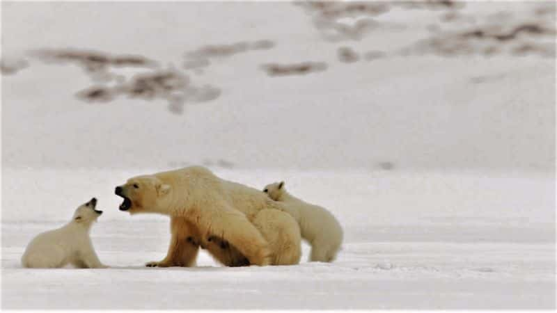 ¼Ƭ뱱ܵó My Journey with a Polar Bear1080P-Ļ/Ļ