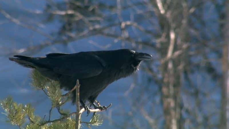 ¼ƬȻ (BBC 1080p) Nature's Perfect Partners (BBC 1080p)1080Pȫ1-Ļ/Ļ