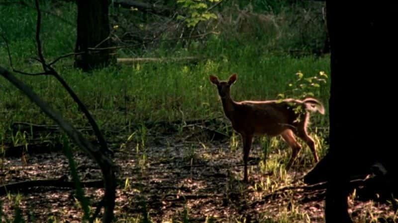 ¼ƬȺӣһֻĹ (BBC) Mississippi: Tales of the Last River Rat (BBC)1080P-Ļ/Ļ