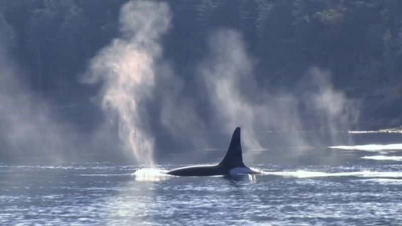 ¼Ƭһֻ¬ȵĻ (BBC) A Killer Whale Called Luna (BBC)Ļ/Ļ