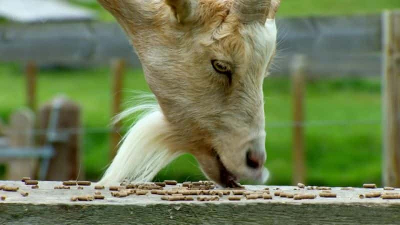 ¼Ƭ˹Ļ The Joy of Essexȫ1-Ļ/Ļ