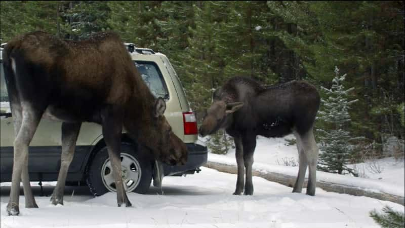 ¼Ƭ¹֦˵ Moose: Life of a Twig Eater1080P-Ļ/Ļ