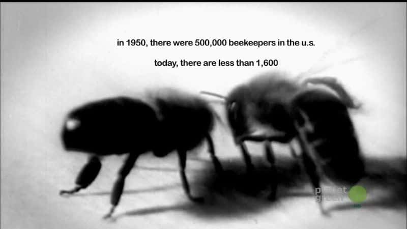 ¼Ƭ The Last BeekeeperĻ/Ļ