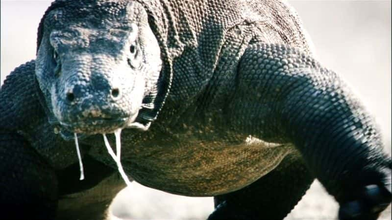 ¼ƬĪ᣺ (BBC 1080p) Komodo: Secrets of the Dragon (BBC 1080p)1080Pȫ1-Ļ/Ļ