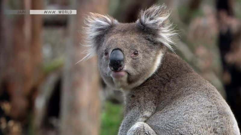 ¼Ƭױȵд￼ The Matchless Marsupial KoalaĻ/Ļ