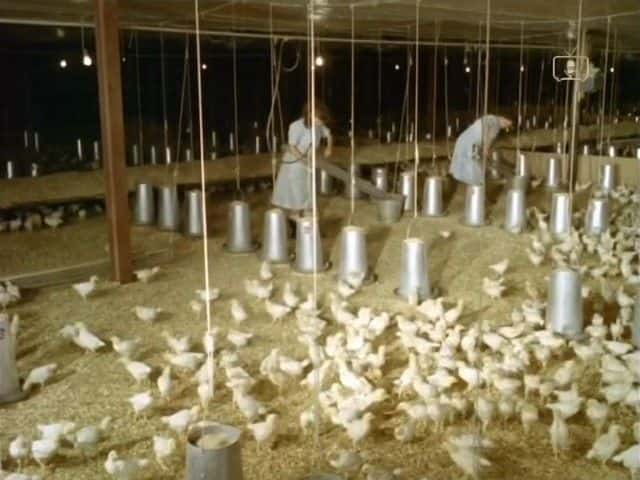 ¼Ƭĥļ Look at Life: Chickens in the Millȫ1-Ļ/Ļ