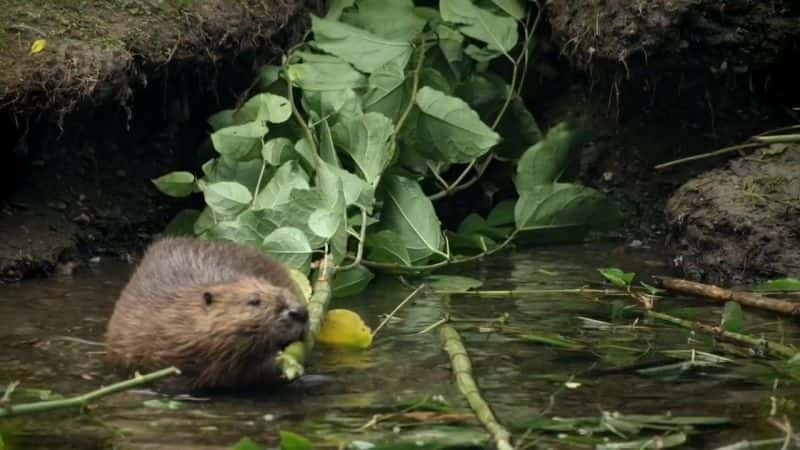 ¼ƬɵºҰһ Loch Lomond: A Year in the WildĻ/Ļ