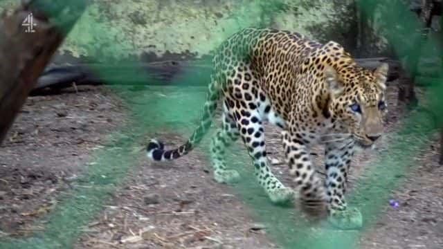 ¼ƬӡȱϮ¼ India's Leopard Attacks1080Pȫ1-Ļ/Ļ