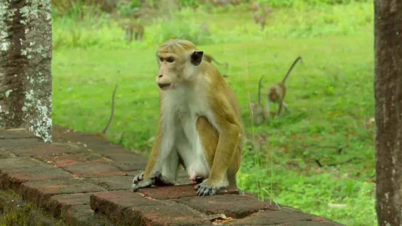 ¼Ƭദ A Life Among Monkeys1080P-Ļ/Ļ