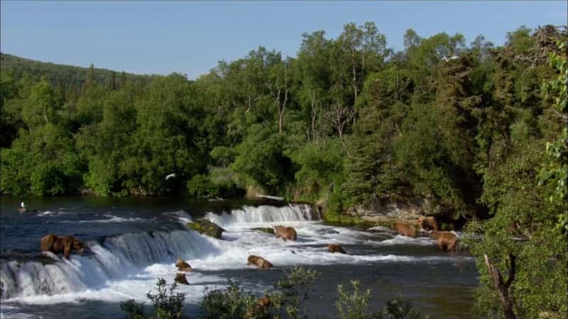 ¼Ƭ˹ӵĿҰ Katmai: Alaska's WildĻ/Ļ