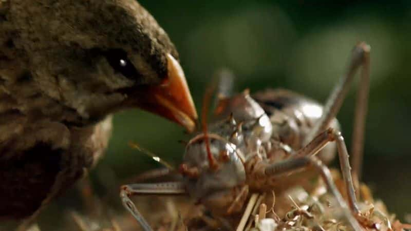 ¼ƬȻϵ 38  7 ֣ȻҰ Nature Series 38 Part 7: Natures Biggest Beasts1080P-Ļ/Ļ