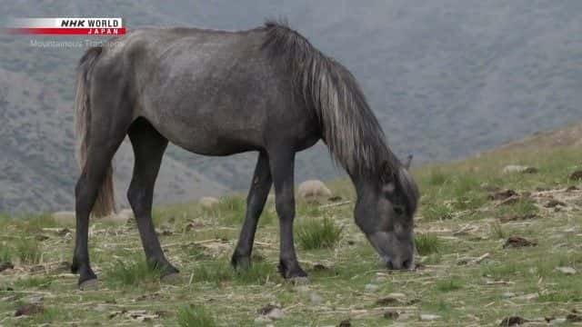 ¼Ƭɽͳ Mountainous Traditionsȫ1-Ļ/Ļ