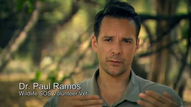 ¼ƬֶԮϵ 1 Jungle Animal Rescue: Series 11080P-Ļ/Ļ