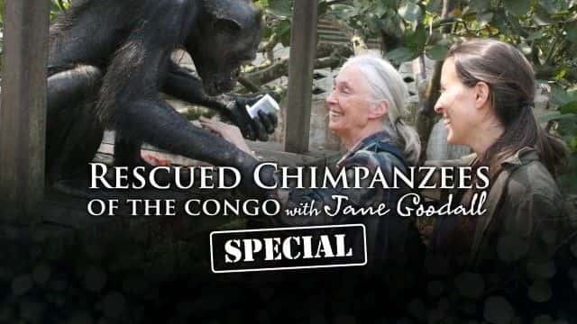 纪录片《珍·古道尔的一生和传奇 The Life and Legend of Jane Goodall》[无字] [BT][DVD画质]资源下载