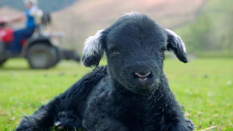 纪录片《湖区：狂野的一年 The Lake District: A Wild Year》[无字][BT][720P]资源下载