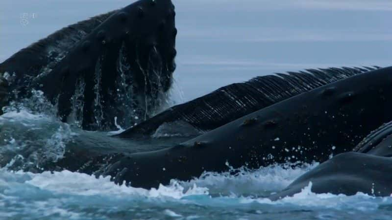 ¼Ƭͷ˵ĵ Humpback Whale: Birth of a Giantȫ1-Ļ/Ļ