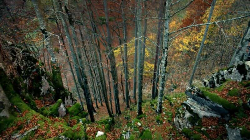 ¼Ƭɭ֣Kalkalpen ҹ԰ Making an Ancient Forest: Kalkalpen National Park1080P-Ļ/Ļ